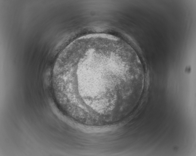 X0000115550018200912181604