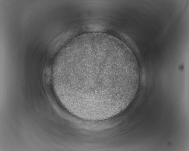 X0000115550026200912181604