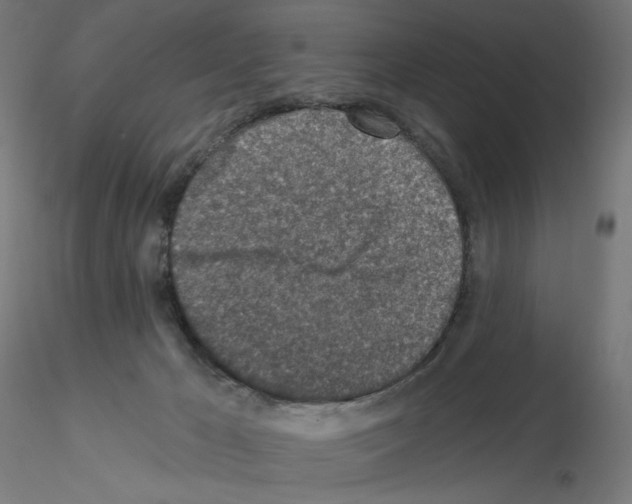 X0000115550029200912181603