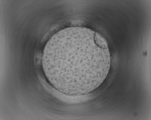 X0000115550038200912181603