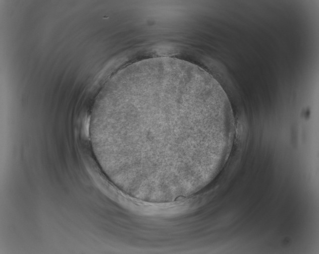 X0000115550046200912181603