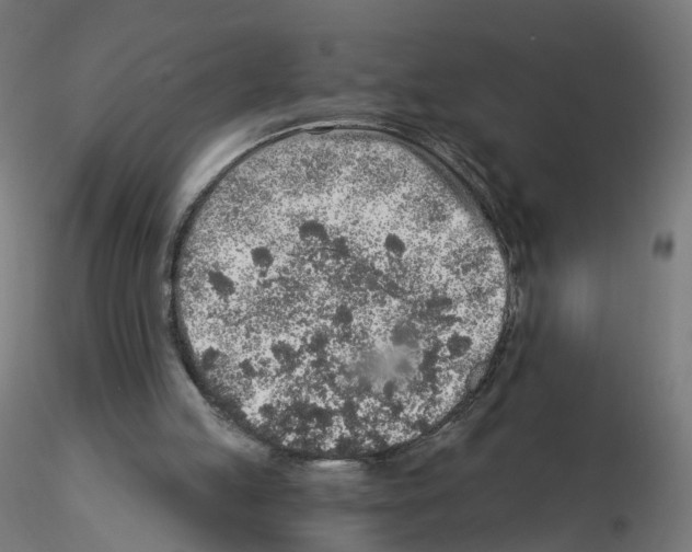 X0000115550053200912181603