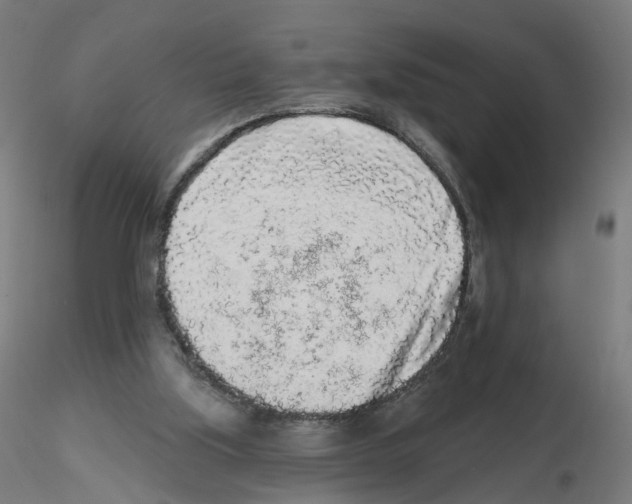 X0000115550059200912181603