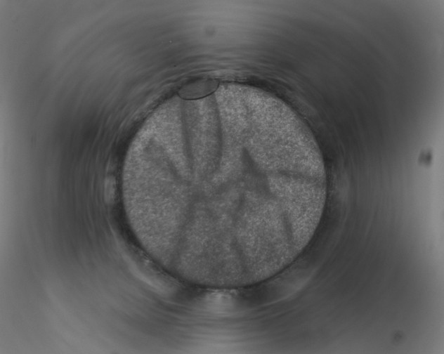 X0000115550080200912181603