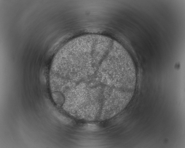 X0000115550114200912181602