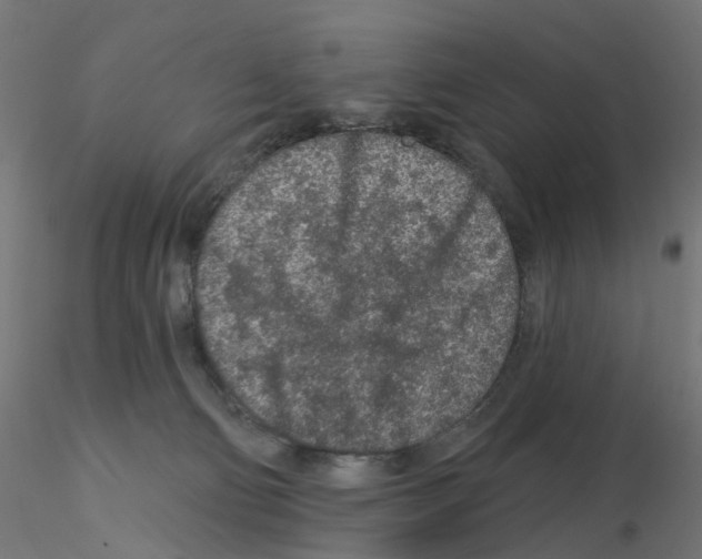 X0000115550130200912181602