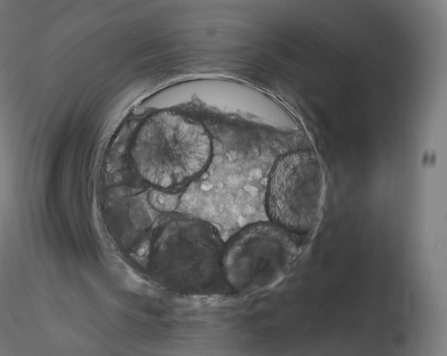 X0000115550145200912181601