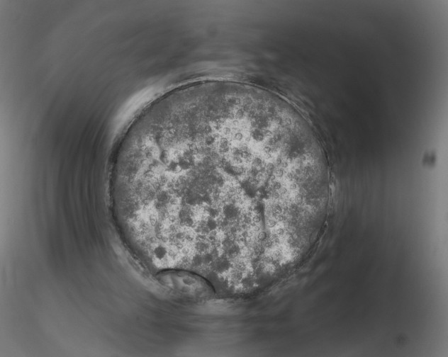 X0000115550149200912181601