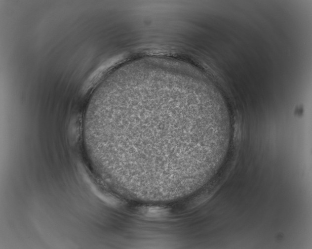 X0000115550165200912181601