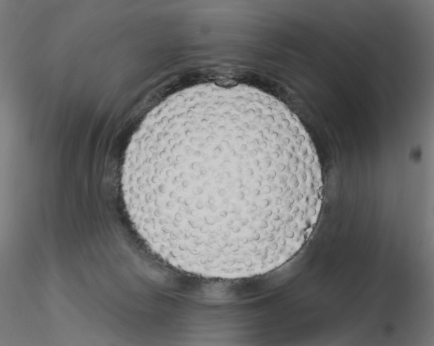 X0000115550178200912181602