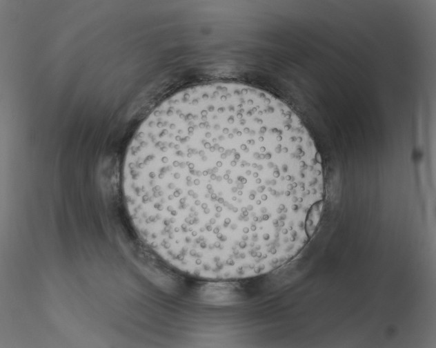 X0000115550179200912181602