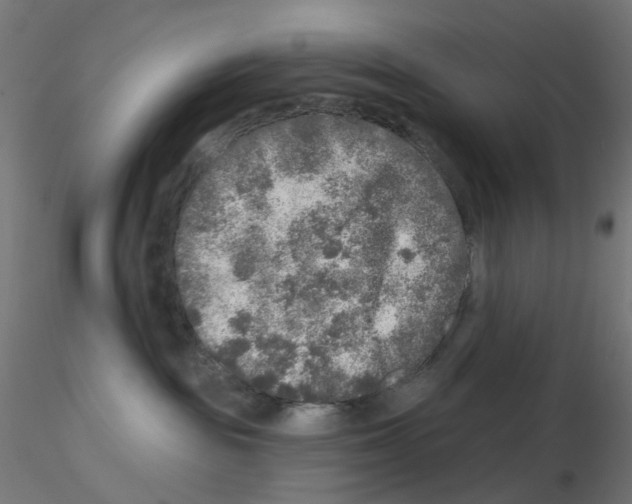 X0000115550189200912181602