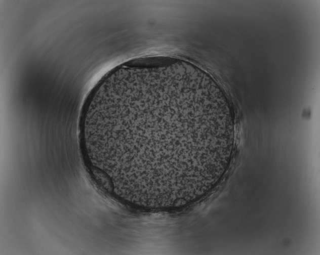 X0000115550196200912181601