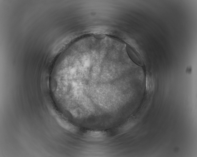 X0000115550205200912181601