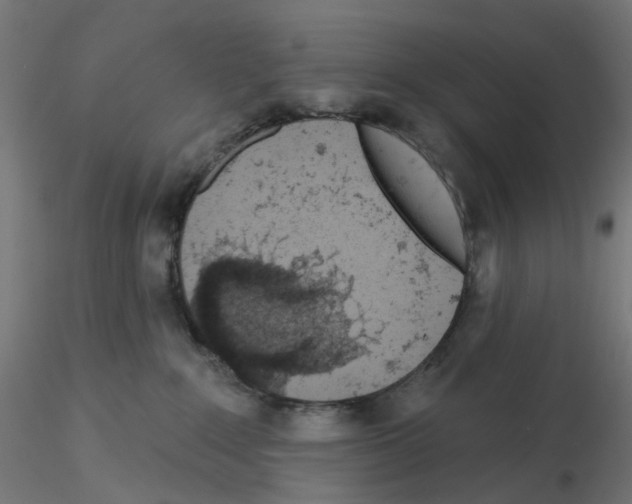 X0000115550235200912181600