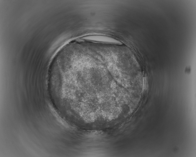 X0000115550243200912181559