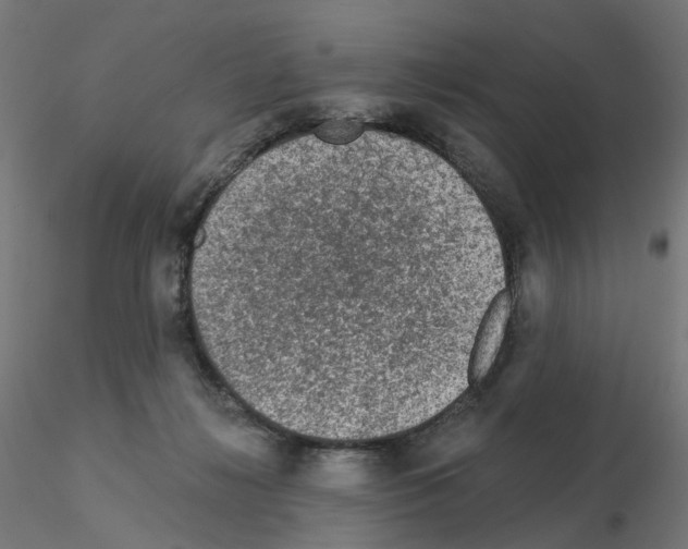 X0000115550268200912181600