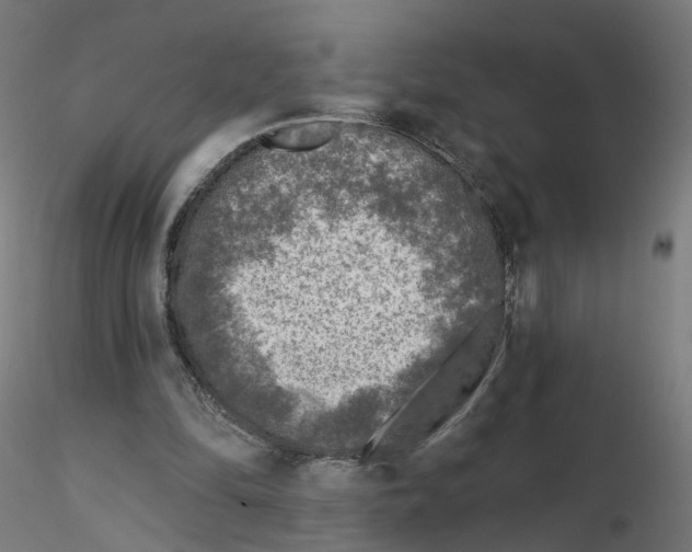 X0000115550294200912181559