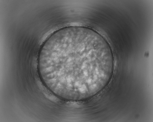 X0000115550297200912181559