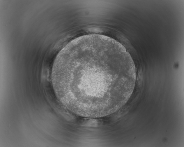 X0000115550330200912181559