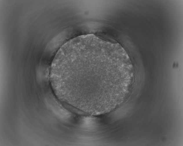 X0000115550336200912181559