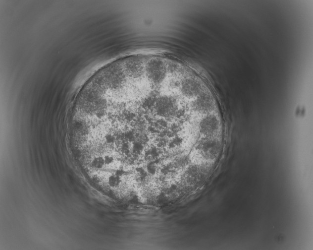 X0000115550337200912181558