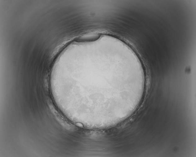 X0000115550345200912181558