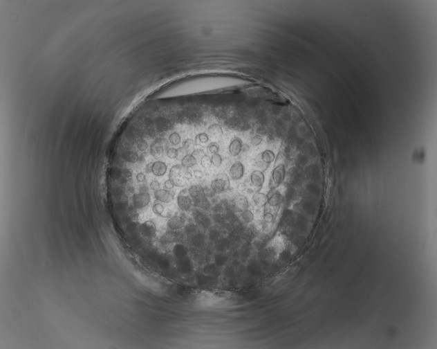 X0000115550346200912181558