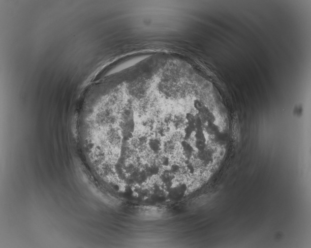 X0000115550347200912181558