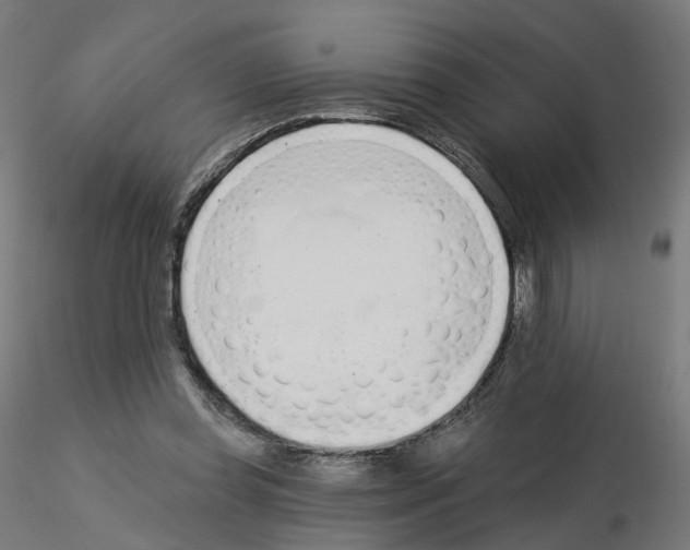 X0000115550349200912181558