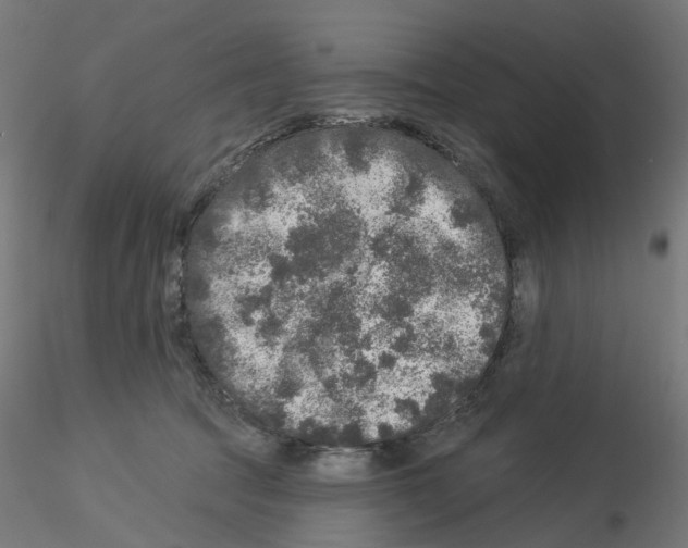 X0000115550369200912181558