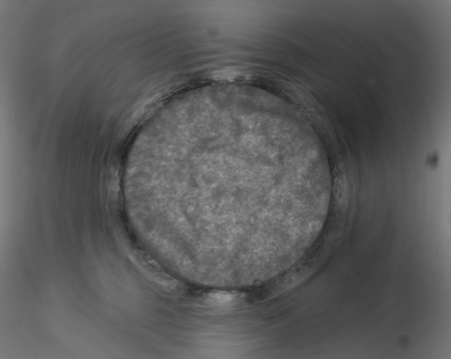 X0000115550375200912181558