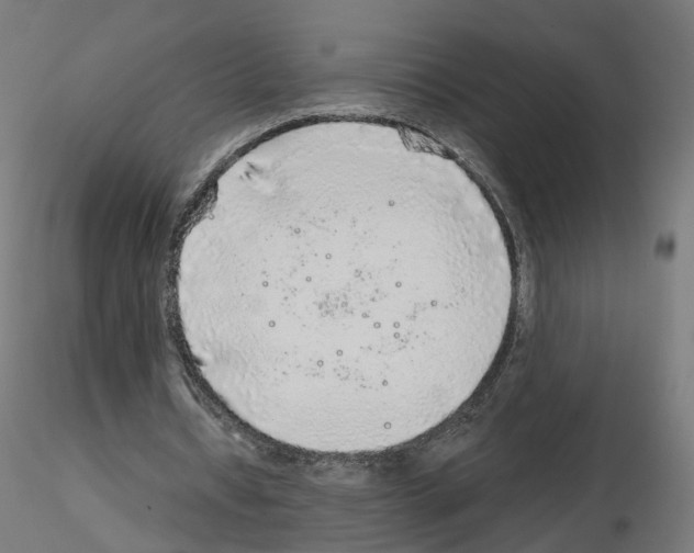 X0000115550434200912181556