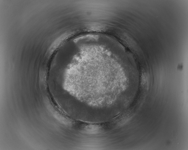 X0000115550444200912181557