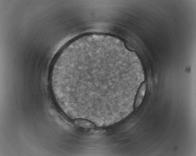 X0000115550484200912181556