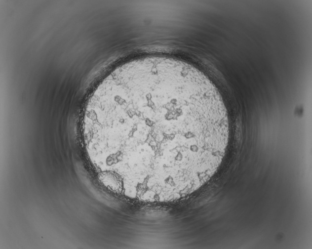 X0000115550491200912181556