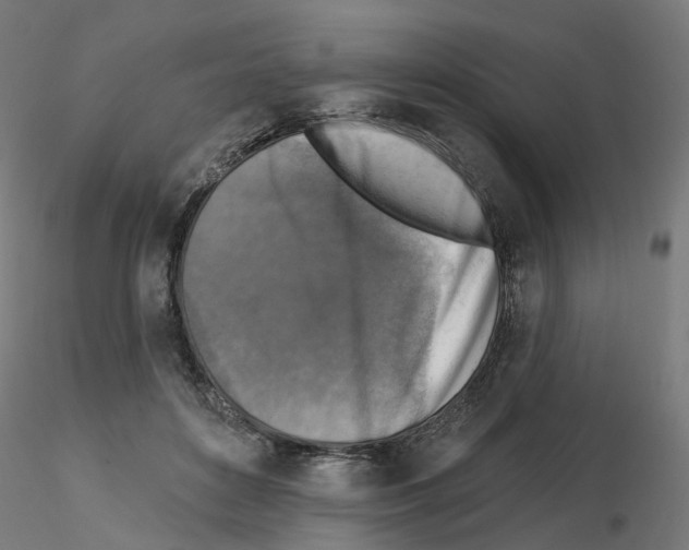 X0000115550504200912181556