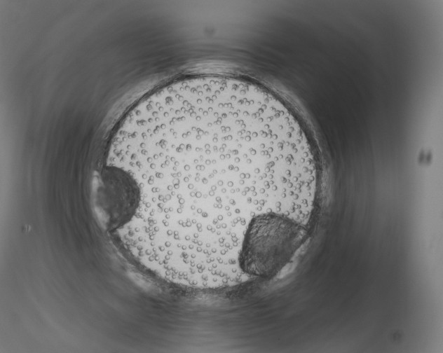 X0000115550529200912181555