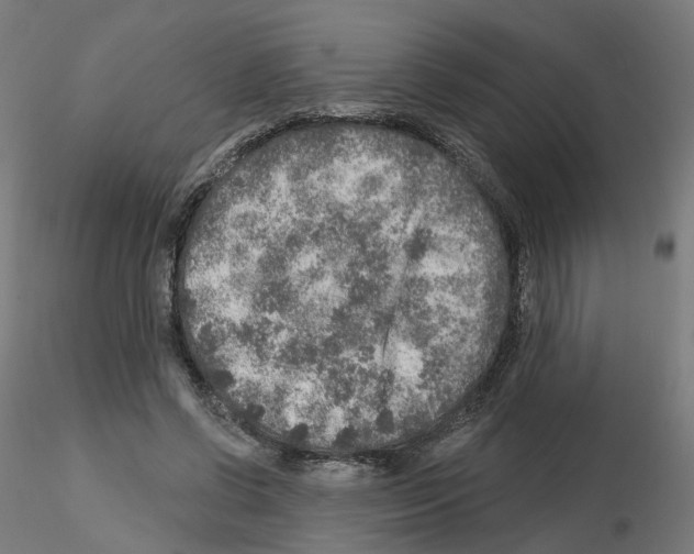 X0000115550542200912181555