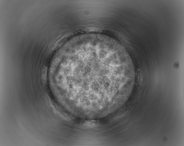 X0000115550550200912181555