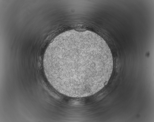 X0000115550563200912181556