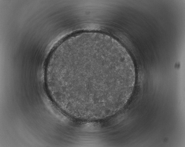 X0000115550584200912181555