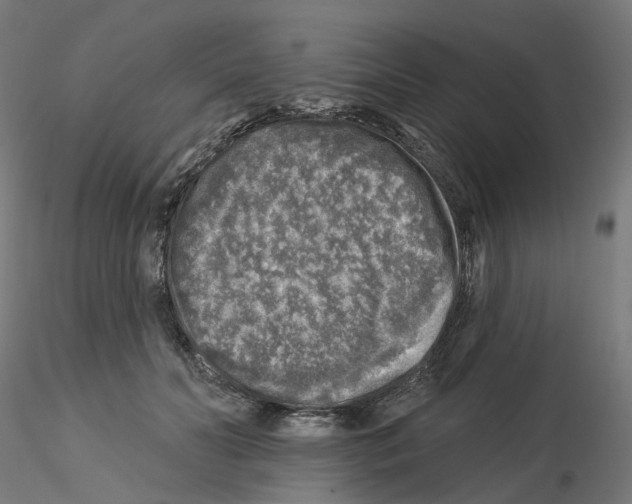 X0000115550606200912181555