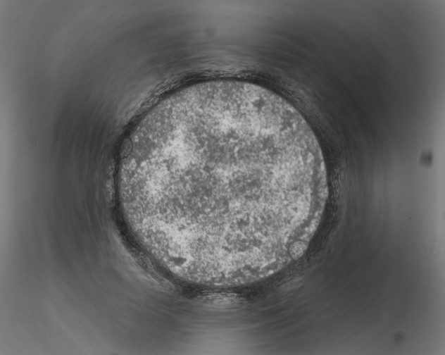 X0000115550642200912181554