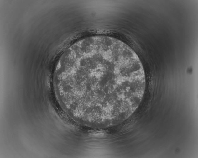 X0000115550643200912181554