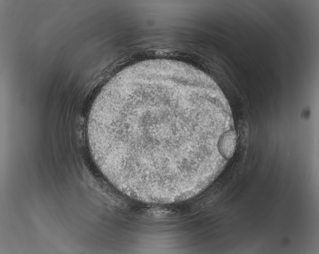 X0000115550650200912181554