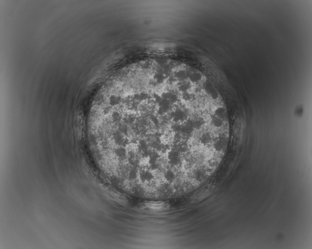 X0000115550659200912181554