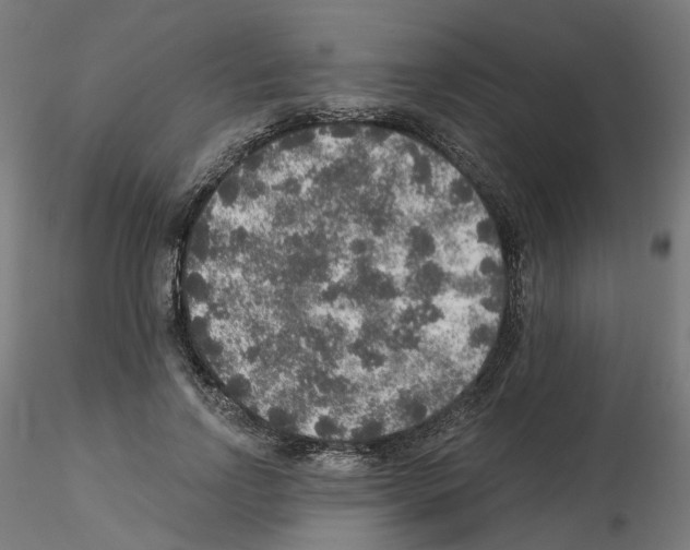 X0000115550742200912181552