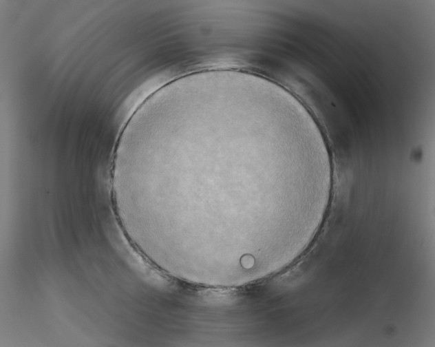 X0000115550810200912181551