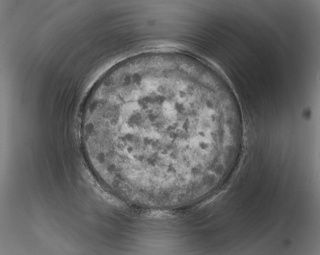 X0000115550835200912181551